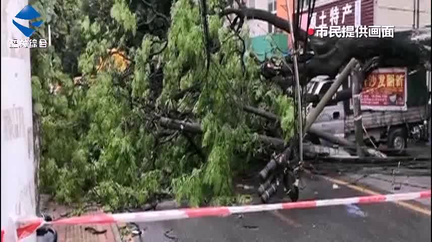 工業(yè)中路一大樹傾倒 強(qiáng)對(duì)流天氣注意防范