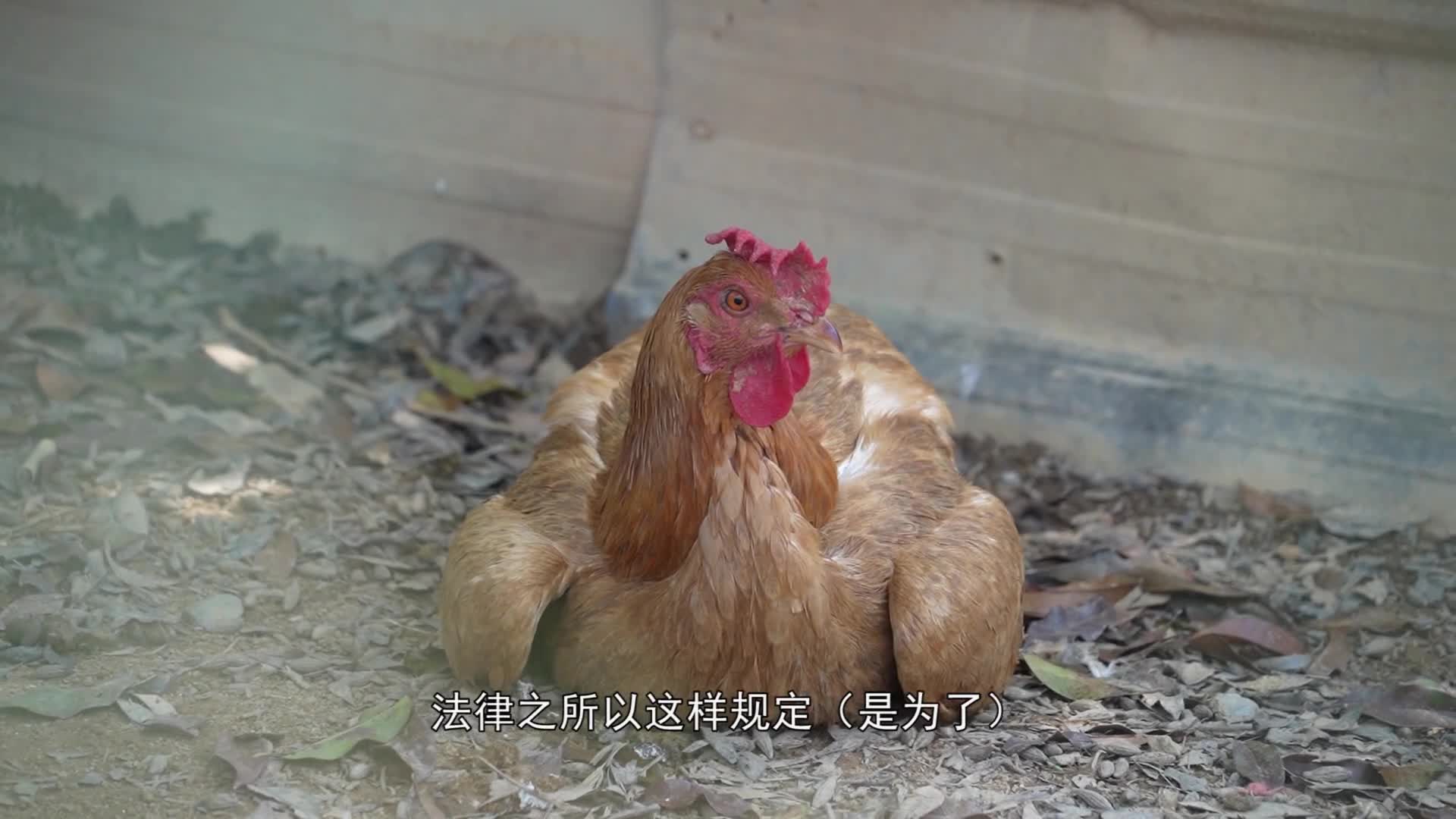 天降公雞砸傷人 誰(shuí)埋單