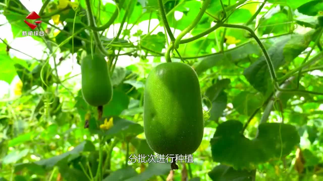 新豐：灣區(qū)認(rèn)證小冬瓜 晴天爽口能量大