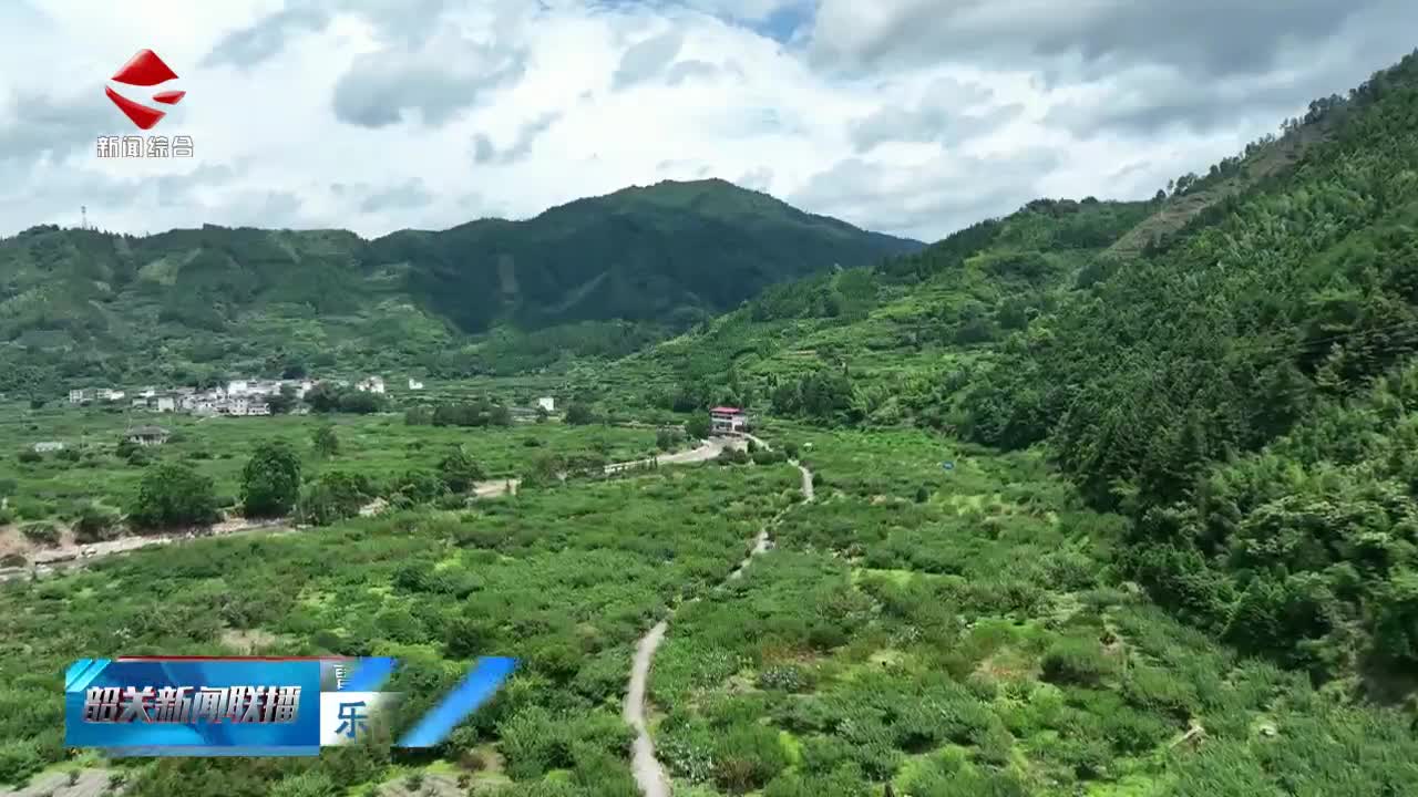 樂昌黃金柰李預(yù)計7月15日起陸續(xù)上市