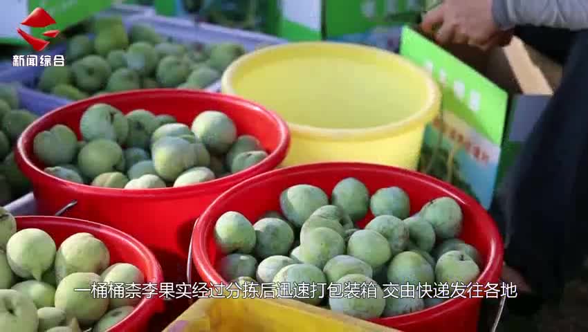 仁化：千畝柰李種植基地采摘熱 直播團(tuán)隊線上忙
