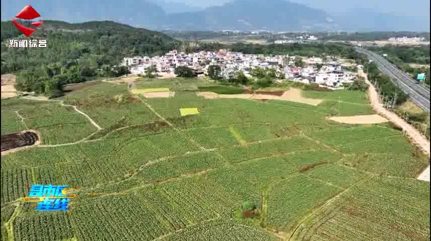 武江重陽(yáng)鎮(zhèn)“炮彈芋頭”豐收 村民富“芋”路上添盼頭
