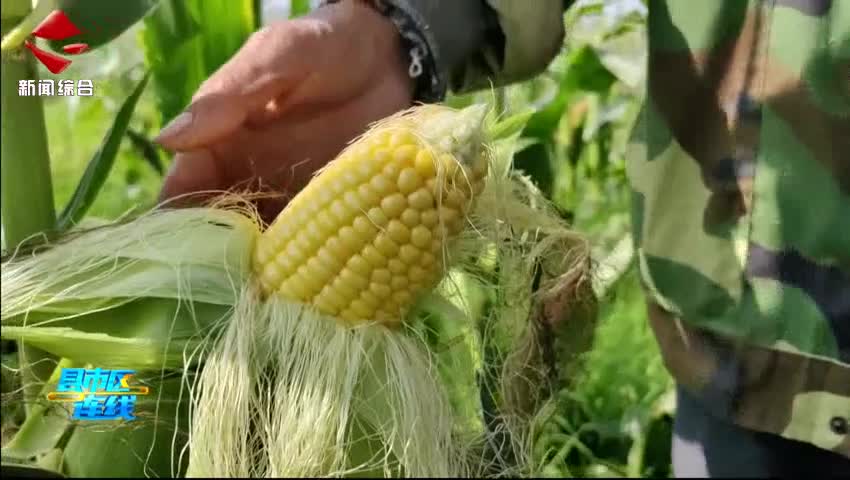 曲江：水果玉米喜迎豐收