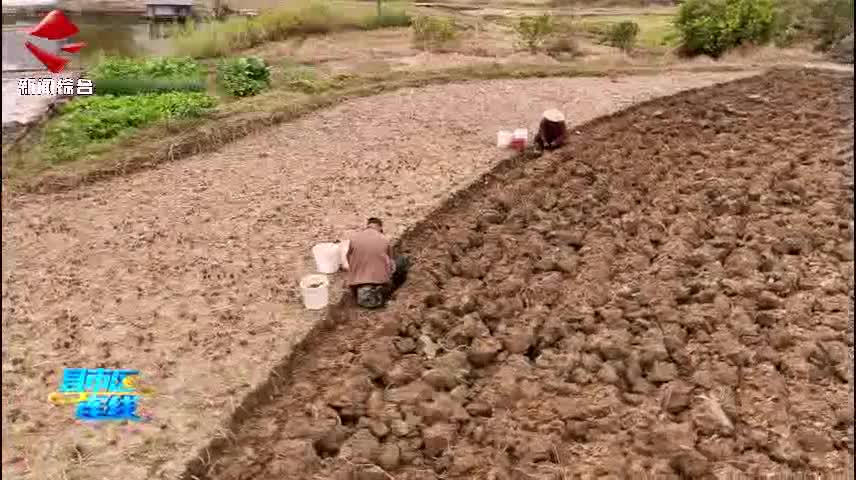 仁化石塘馬蹄陸續(xù)開(kāi)挖