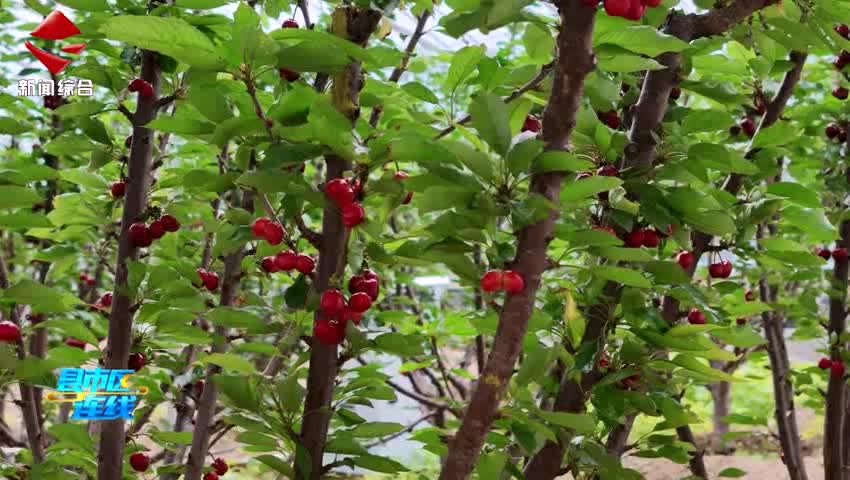 始興：美早櫻桃領(lǐng)鮮上市