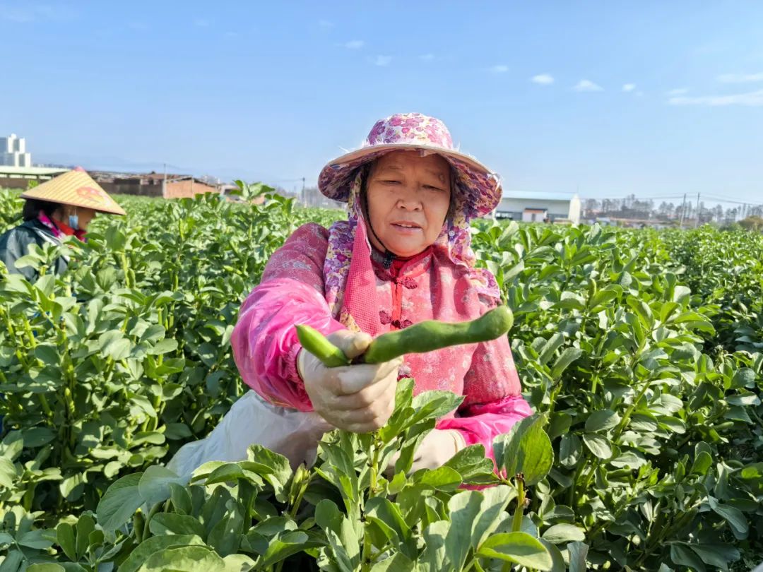 “豆”你開心 這個省級蔬菜產(chǎn)業(yè)園的蠶豆寶寶長大了