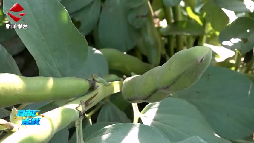 始興：蠶豆豐收 采摘忙