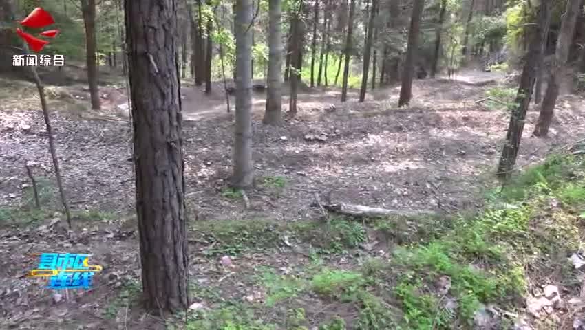 始興：三百畝赤松茸進(jìn)入采摘期