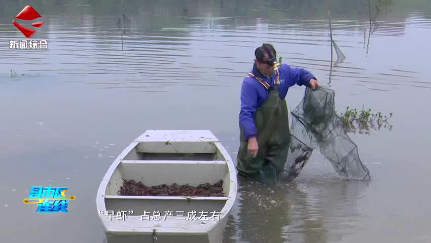南雄：“早蝦”搶鮮上市 豐富大灣區(qū)菜籃子