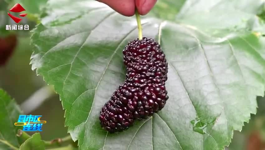 英國友人點(diǎn)贊始興桑葚園