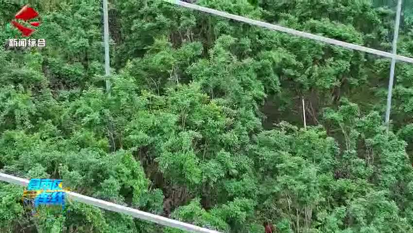 翁源嘉寶果新鮮上市 采摘正當(dāng)時