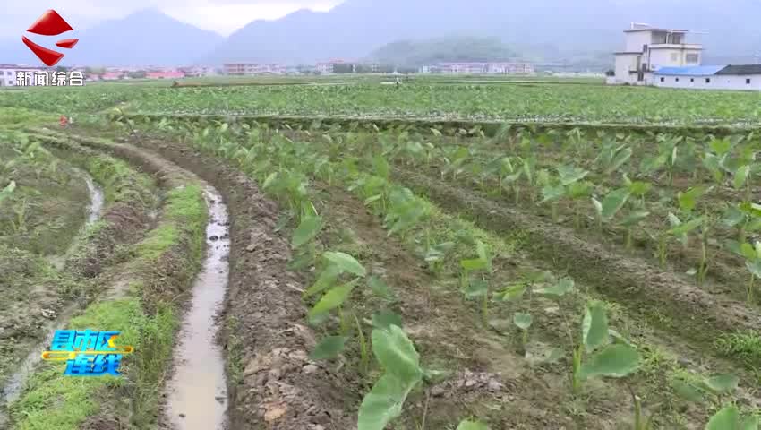樂昌：農(nóng)業(yè)科技特派員深入田間 助力香芋產(chǎn)業(yè)提質(zhì)增效_0
