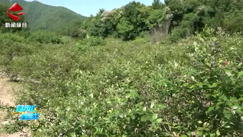 始興：藍(lán)莓種植園迎來(lái)采摘季“莓”好時(shí)光引客來(lái)
