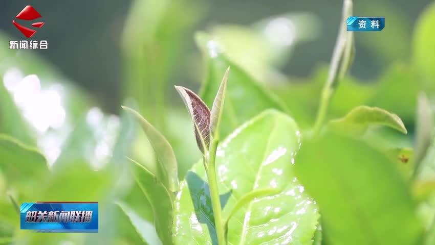 【“百千萬工程”三年初見成效】仁化紅山鎮(zhèn)：白茶產業(yè)賦能“百千萬工程”千年茶鄉(xiāng)煥發(fā)新生機