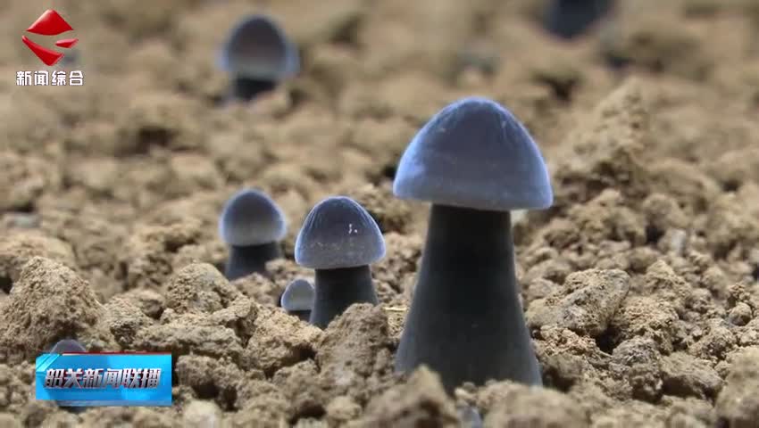 全國道德模范提名獎獲得者周姍：從外鄉(xiāng)妹到菌菇專家的助農之路