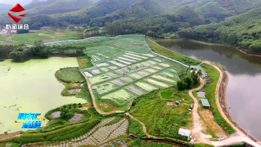 翁源縣江尾鎮(zhèn)松崗村：“稻蛙共生頂呱呱  一田雙收“錢景”好