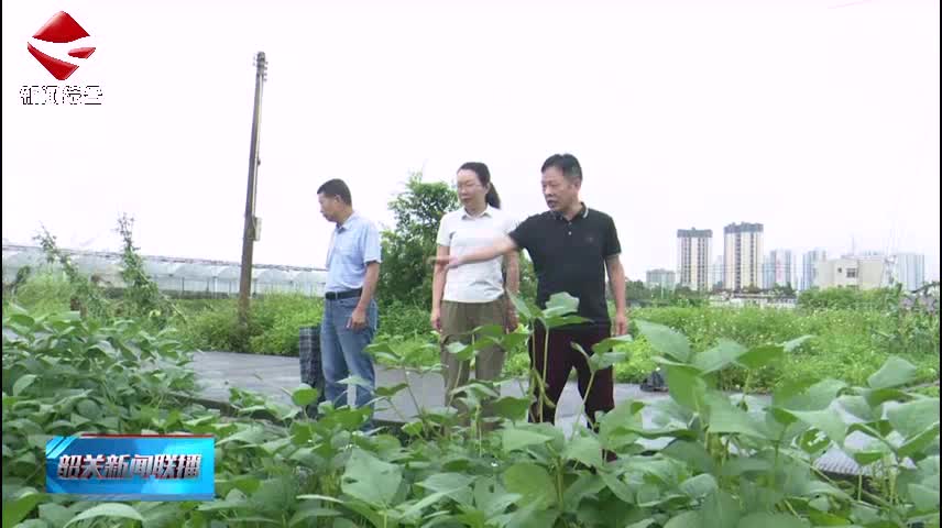 南雄連續(xù)15年開展大豆品種區(qū)域試驗(yàn) 助力糧食安全