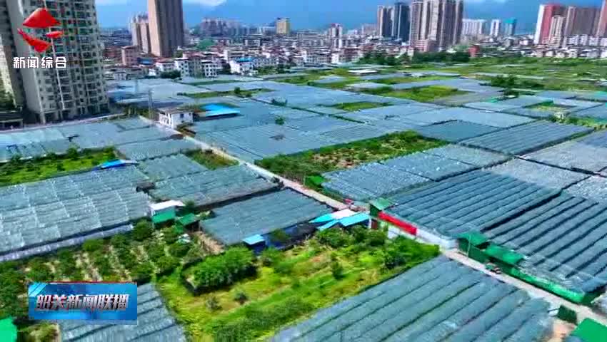 樂昌：今年首批葡萄上市