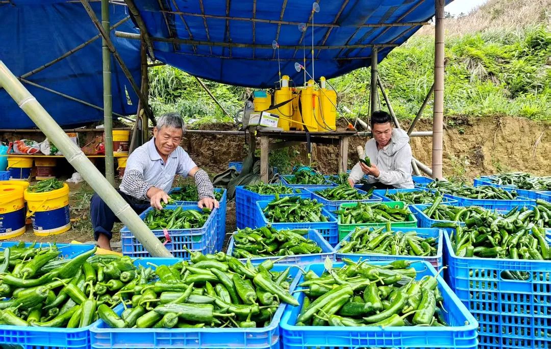 不辭辛苦笑開顏 豐收有望樂無邊